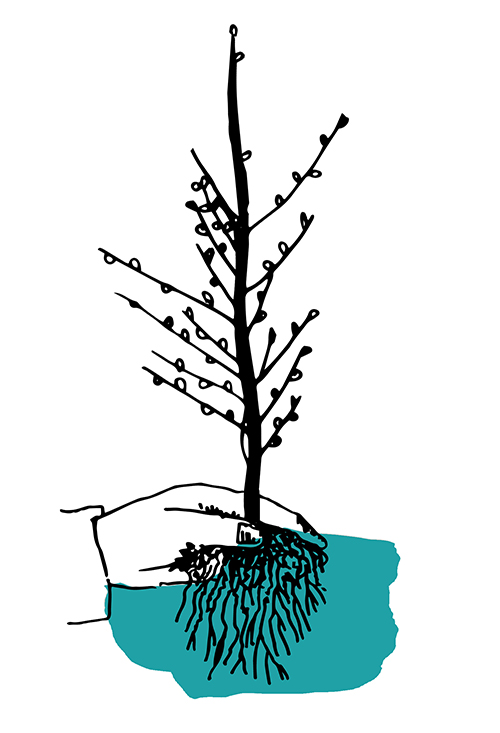 02 sapling_green