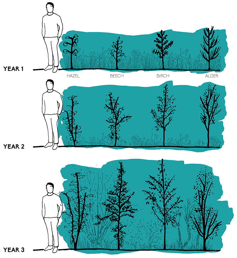 Tiny forest growth copy