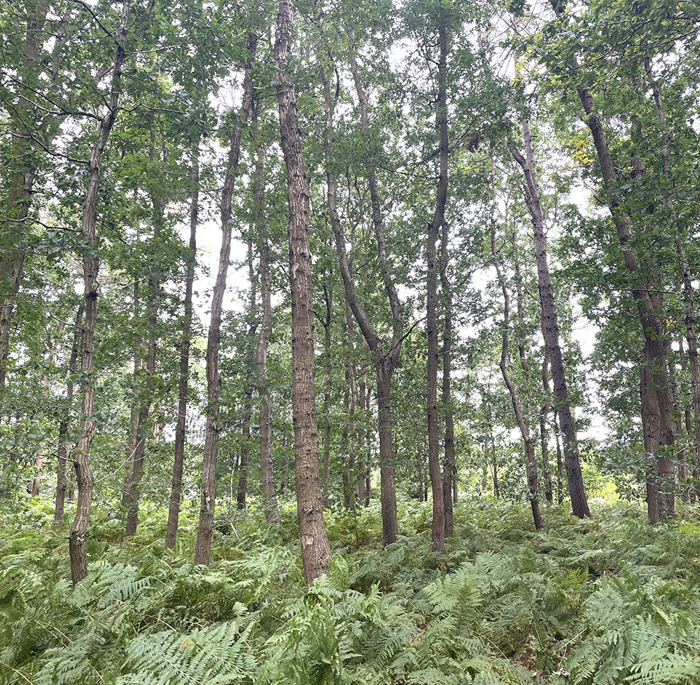 tree-1