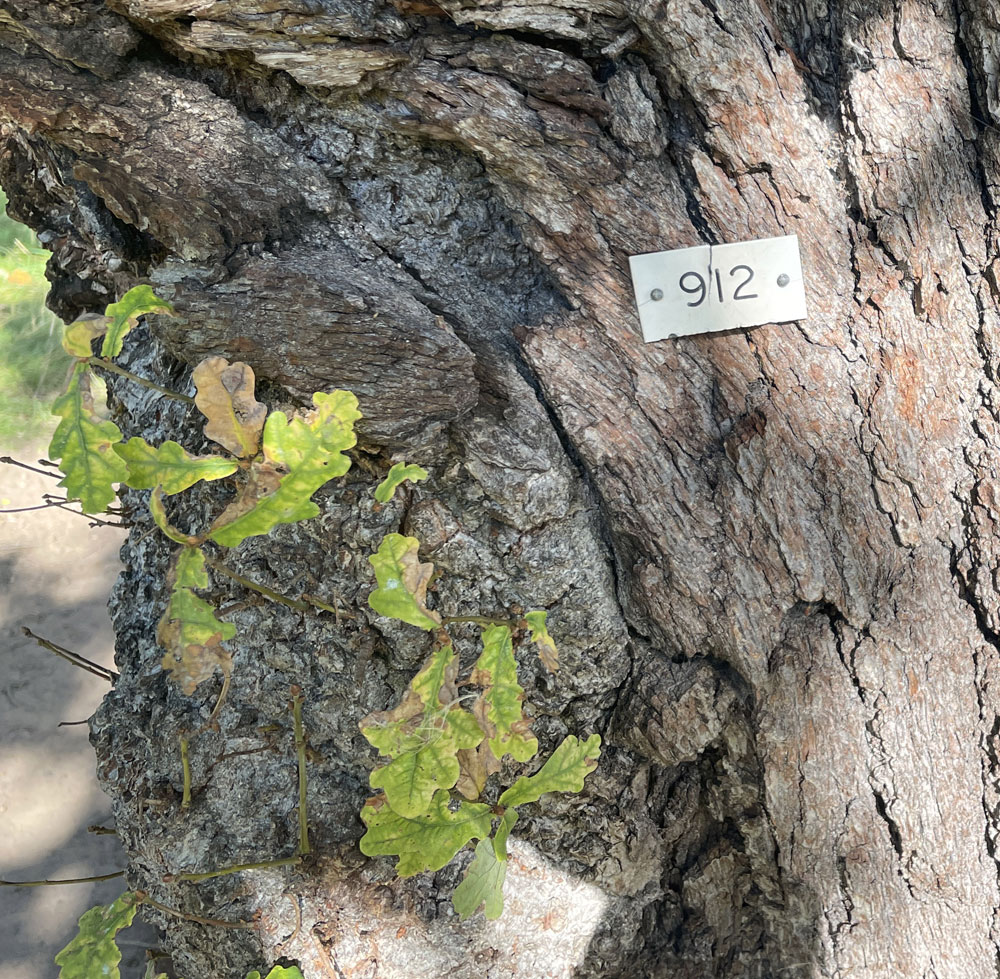 tree-2