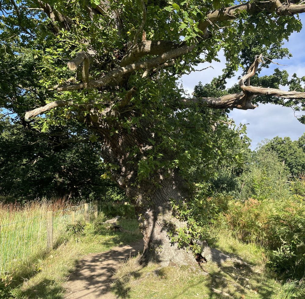 tree-3